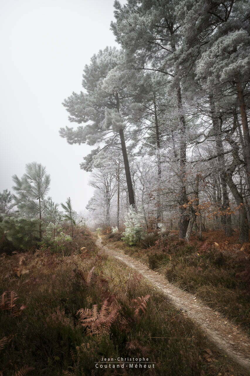 Foret De Chinon En Hiver Tirage D Art Jean Christophe Coutand Meheut Photographe Professionnel De Mariages En Indre Et Loire