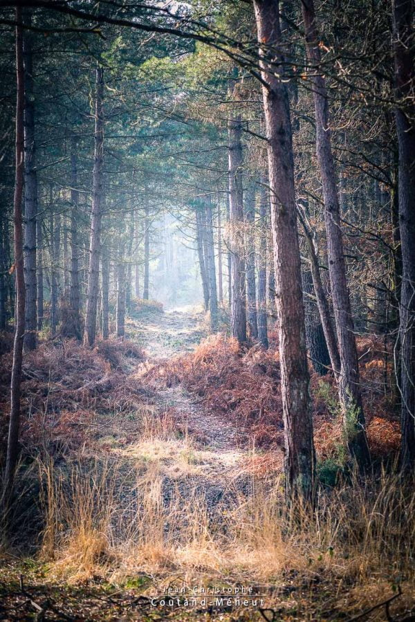 Forêt de Chinon - Tirage d'art - Photo réalisée par le photographe Jean-Christophe COUTAND MEHEUT